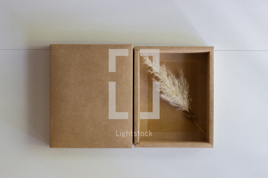 fuzzy grasses in a a box