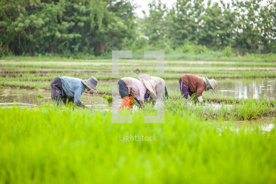 farmers in a rice field 