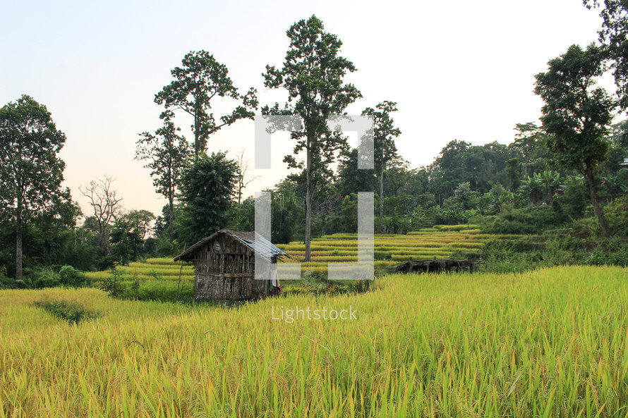 shack and rice field 