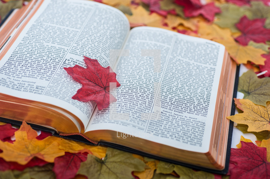 Bible on fall leaves — Photo — Lightstock