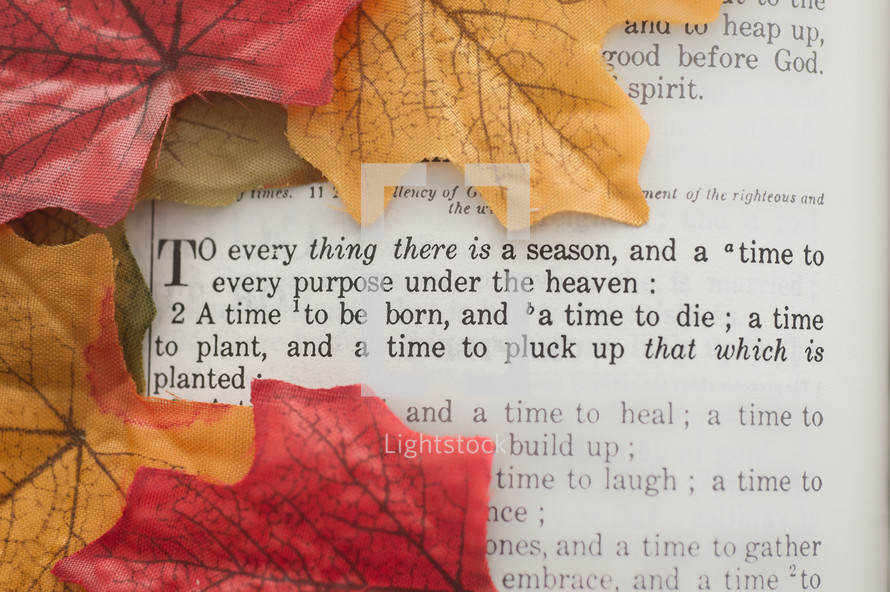Fall leaves on page of a Bible page open to Ecclesiastes 3.
