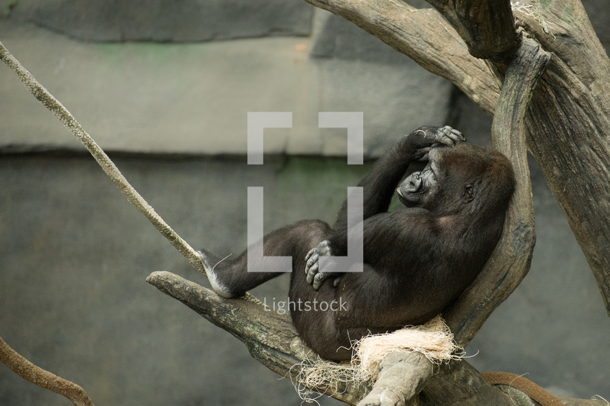 resting gorilla in a tree 