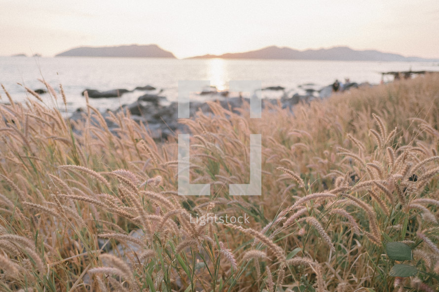 grasses along a shore at sunrise 