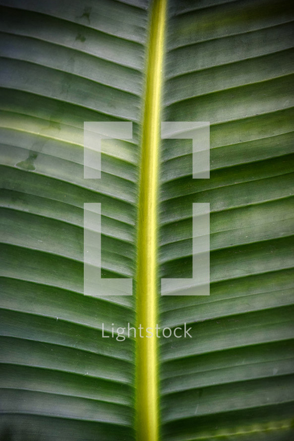 tropical bird of paradise leaf background 