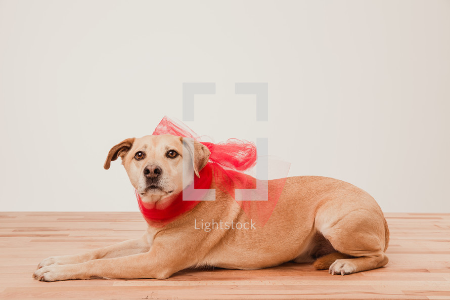 a red bow around a dog's neck 