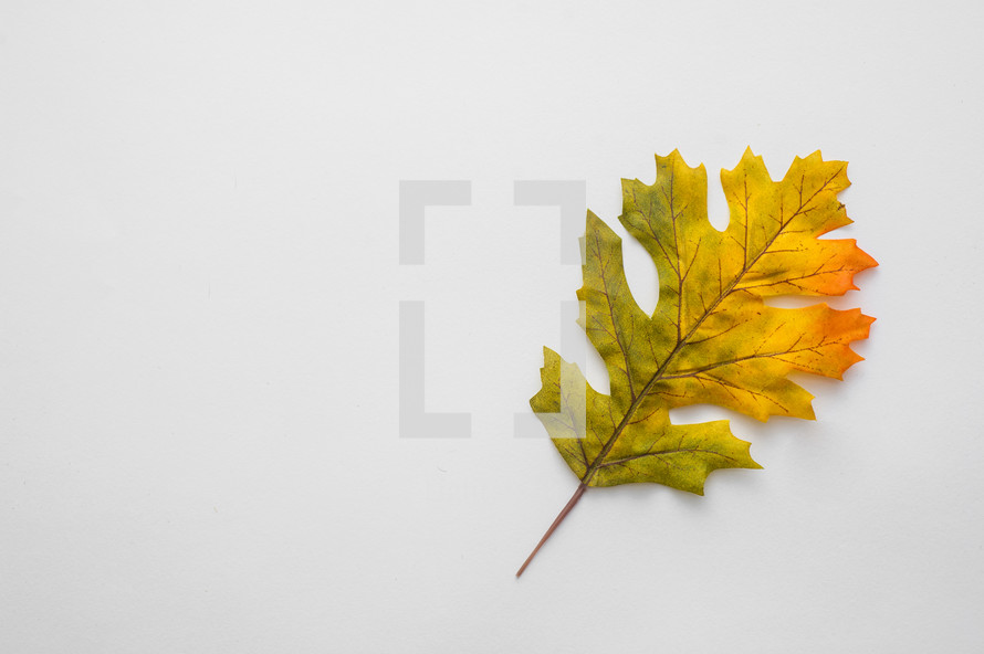 Fall leaf.
