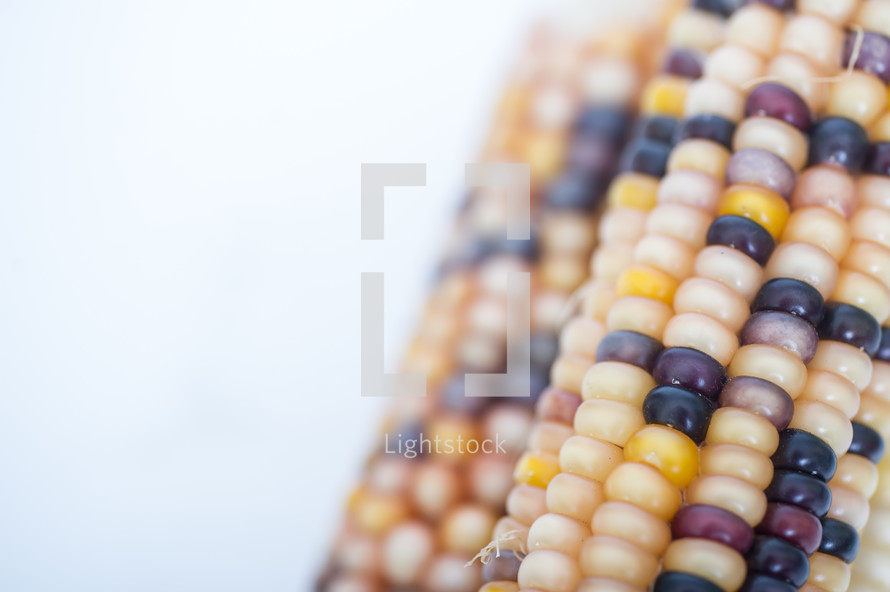 Closeup of Indian corn cobs.
