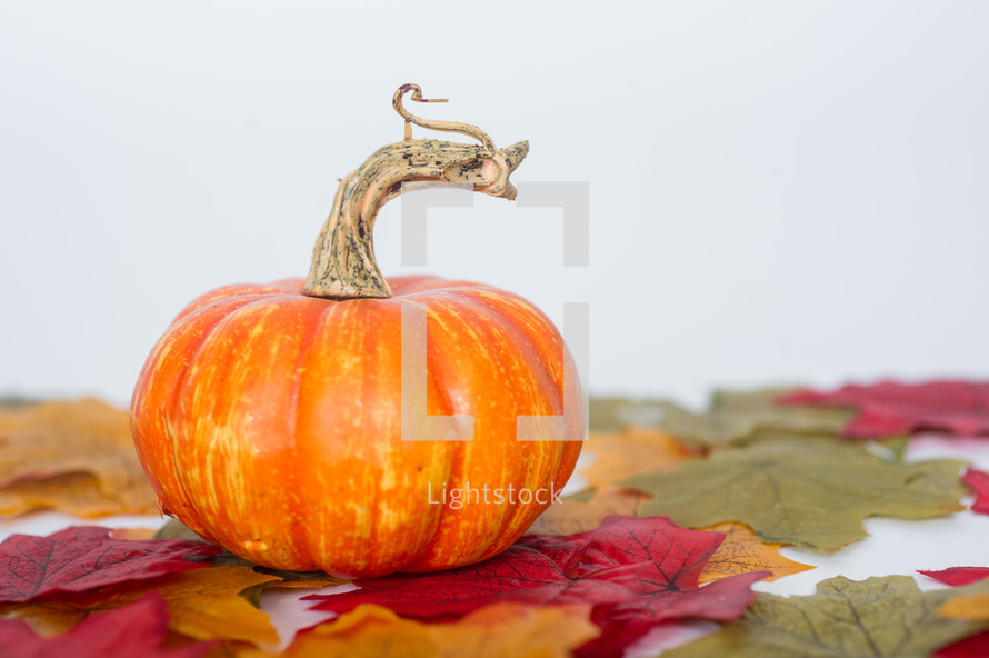 pumpkin and fall leaves 