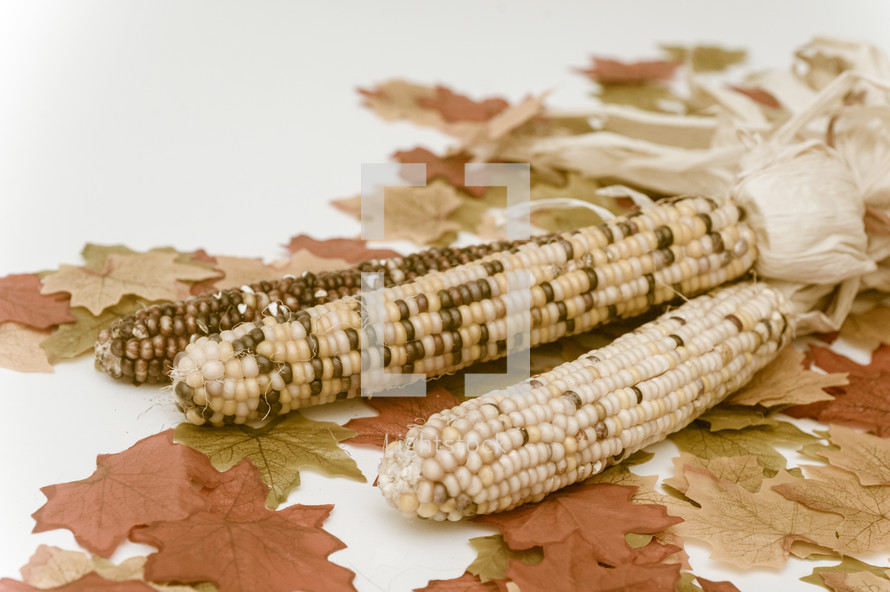 Indian corn cobs on fall leaves.