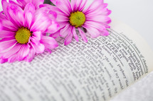 Pink flowers on an open Bible.