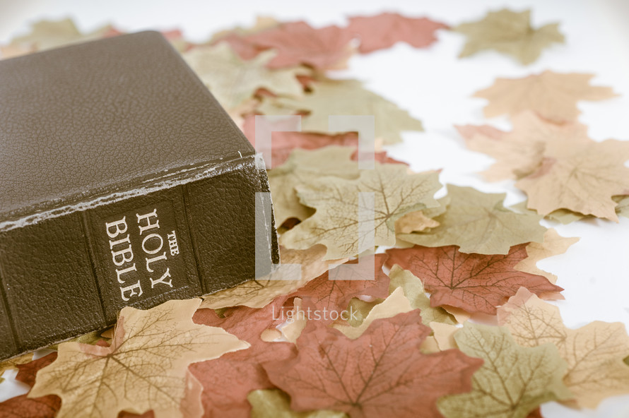 Holy Bible on fall leaves 