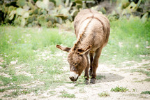 donkey grazing 