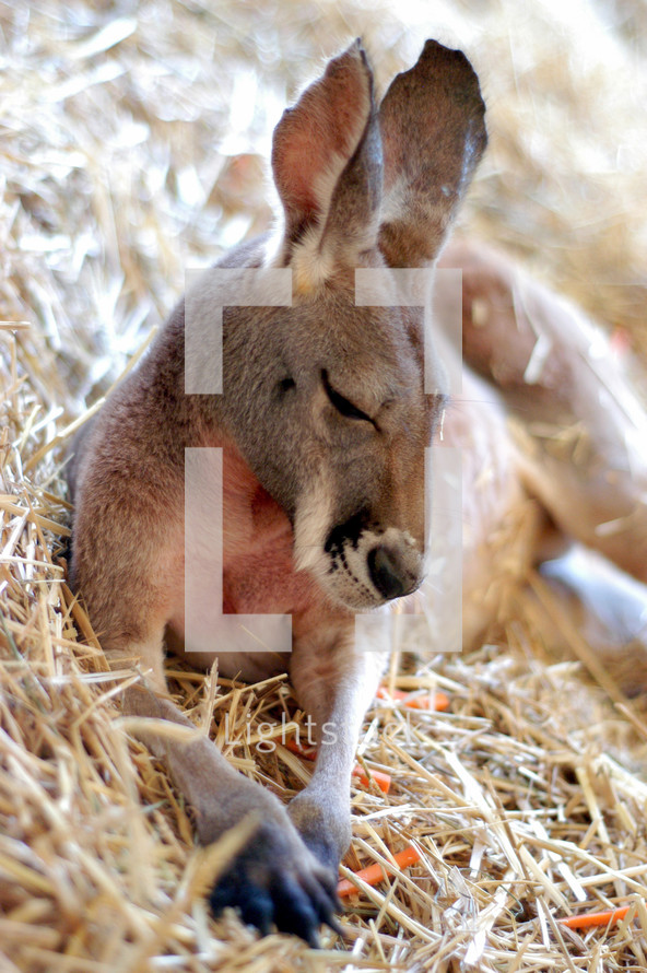 kangaroo sleeping