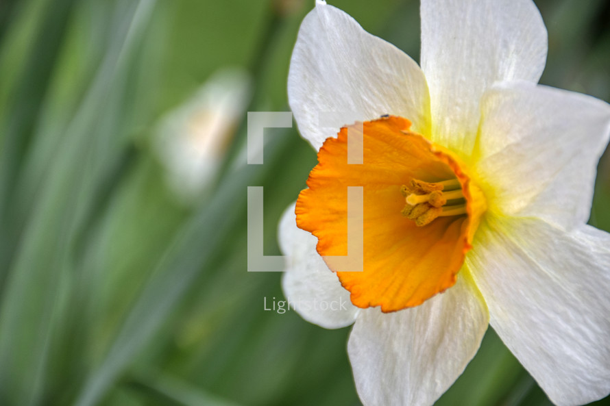 spring Daffodil with copy space 