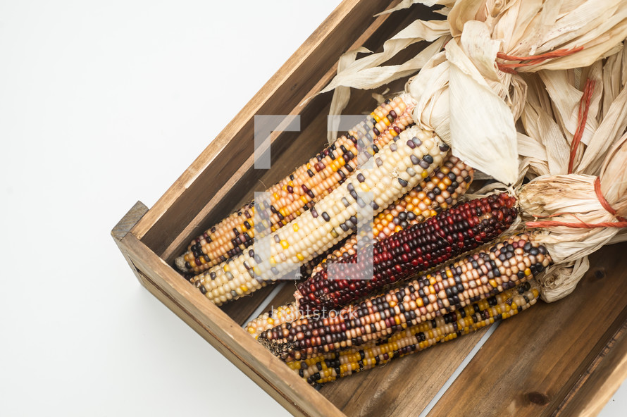 Indian corn cobs in a wooden box.