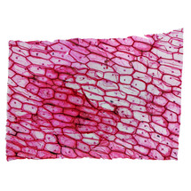 High resolution light photomicrograph of Onion epidermus cells seen through a microscope