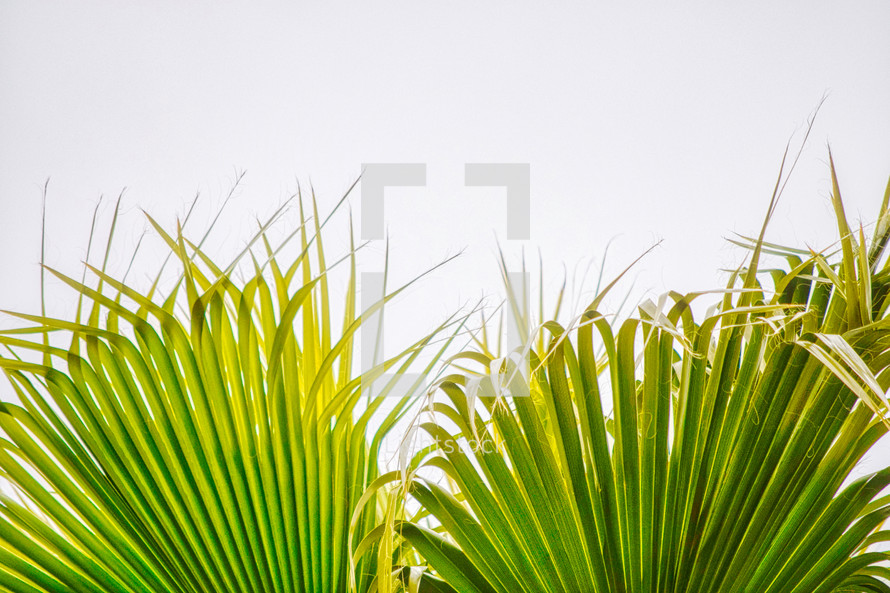 palms in sunlight against a white background 