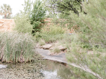 tall grasses in a pond 