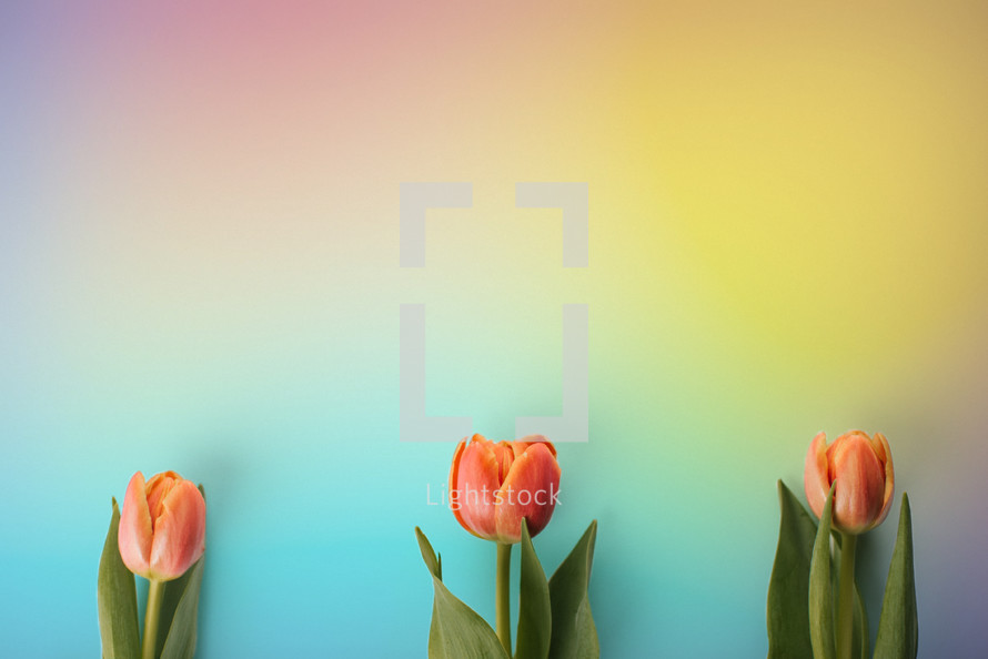 3 tulips on a rainbow colored background