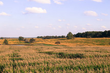corn field in fall 