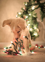 puppy in Christmas lights 
