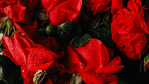 Macro view roses petals with dew drops, amazing rose. Floral, aroma background. Summer carpet surface texture - red flowers blossom backdrop. Blooming nature view. Wedding, Valentine's Day concept