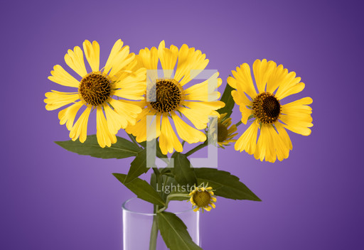 Bright yellow flowers in a vase with a purple... — Photo — Lightstock