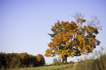 fall tree in a field 