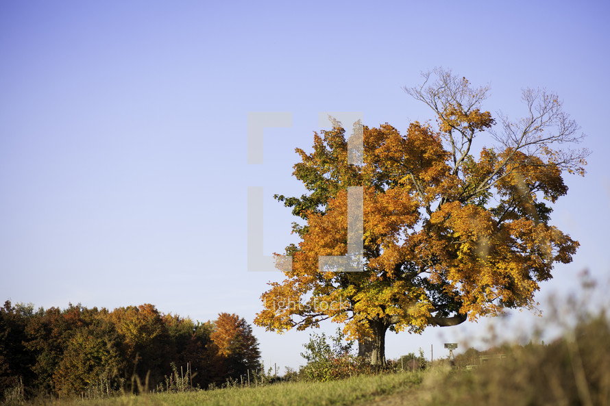 fall tree in a field 