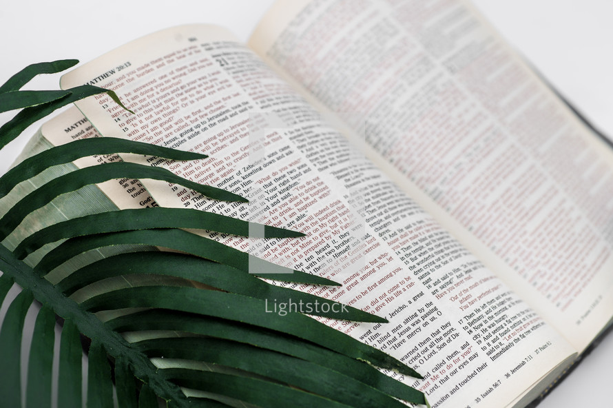 palm frond and open Bible 