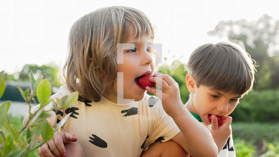 Cute little kids eating strawberries in garden. Siblings eats berries from bush. Delicious vegetarian dessert, vitamins, nutrition, healthy eating concept. High quality