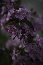 purple apple blossoms 