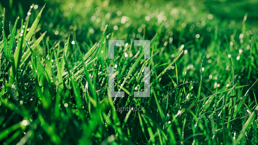 Simple background - green fresh grass lawn. Natural meadow swaying by wind blow. Lawn maintenance, weed control. High quality