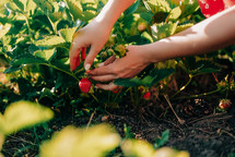 Woman pluck ripe red strawberry from bush in summer garden. Harvest concept. High quality photo