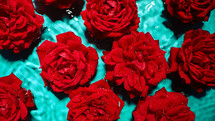Amazing red roses flowers on water under rain drops. Floral romantic, aroma background. Top view. High quality