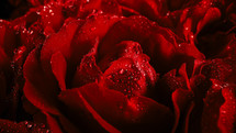 Macro view of colorful rose with dew drops, amazing rose. Floral, aroma background. Summer carpet surface texture - flowers blossom backdrop. Blooming nature view. Wedding, Valentine's Day concept