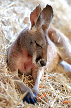 kangaroo sleeping