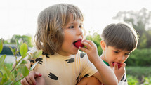Cute little kids eating strawberries in garden. Siblings eats berries from bush. Delicious vegetarian dessert, vitamins, nutrition, healthy eating concept. High quality