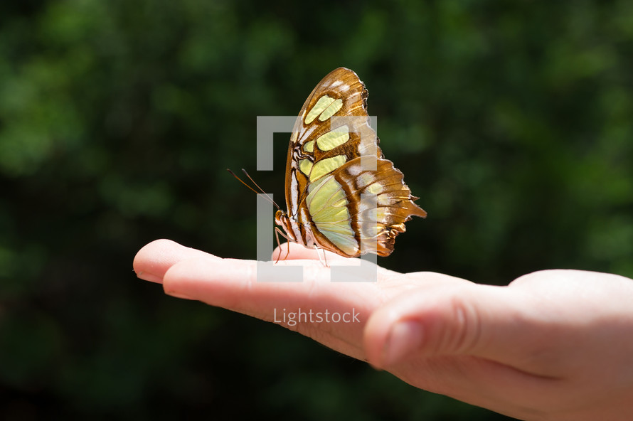 holding a butterfly 