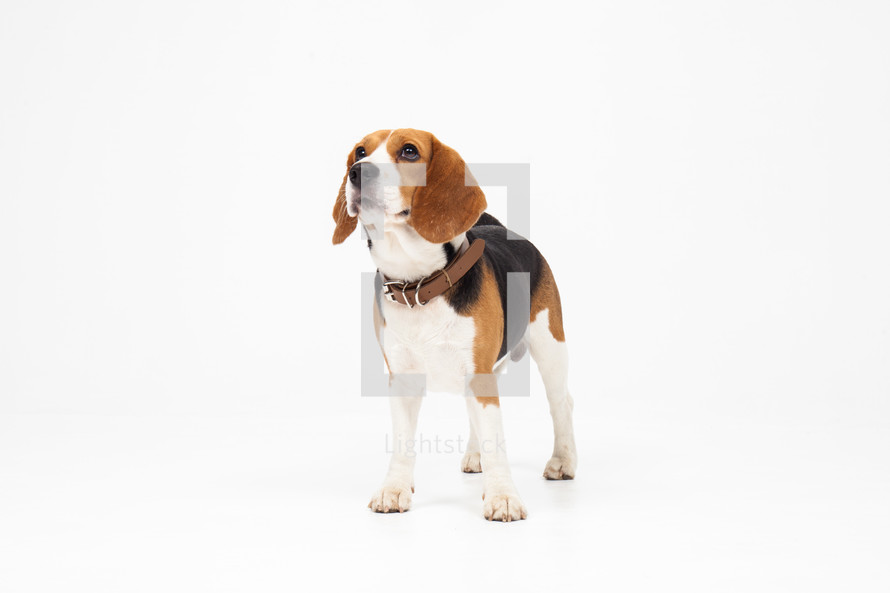 A beagle dog wearing a leather collar on a white background.
