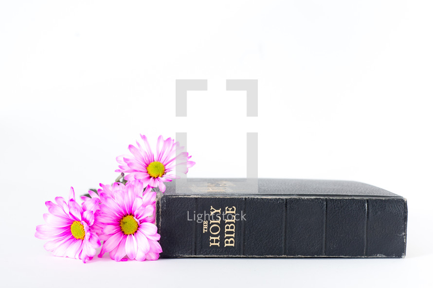 Bible next to pink flowers.
