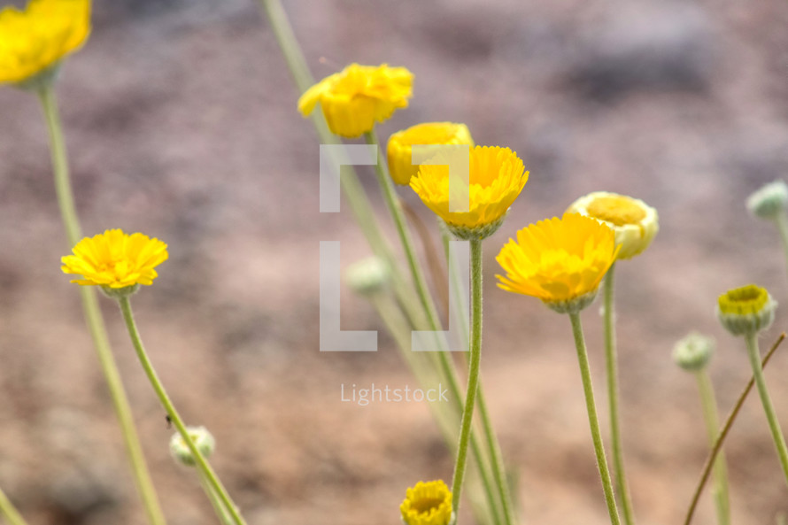 yellow desert flowers