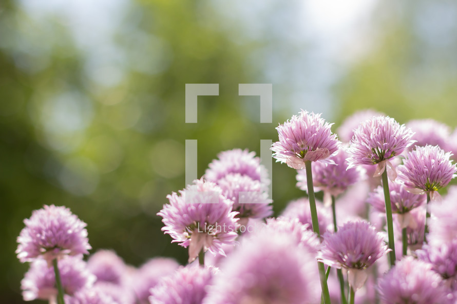 pink chive flowers 