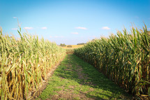 corn maze 