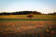pumpkins in a field 