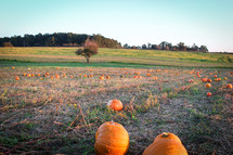 pumpkins in a field 