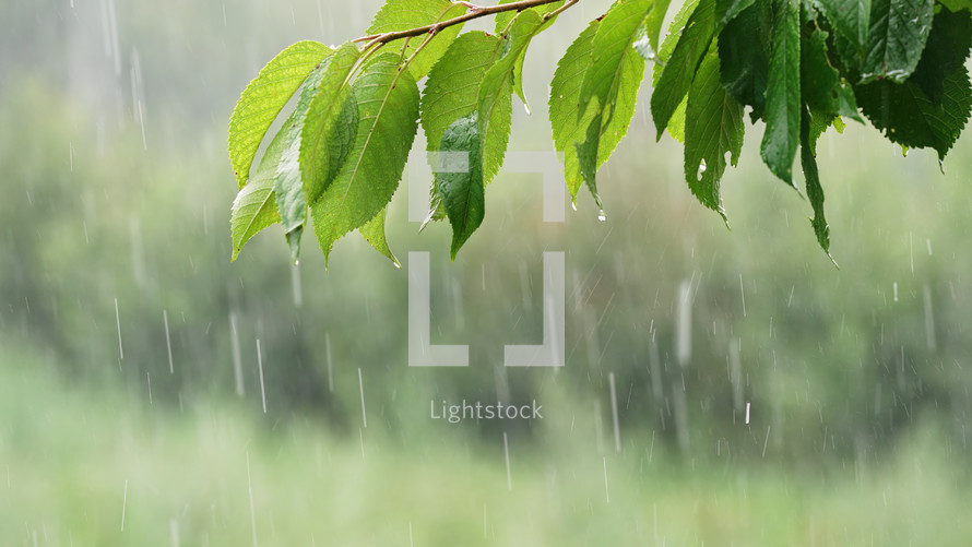 Summer heavy rain in forest. Drops of water dripping from green leaves of cherry tree. Beautiful calming background. Weather, environment, nature concept. High quality