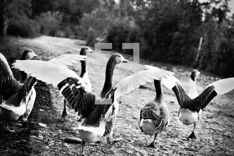 Geese with outstretched wings