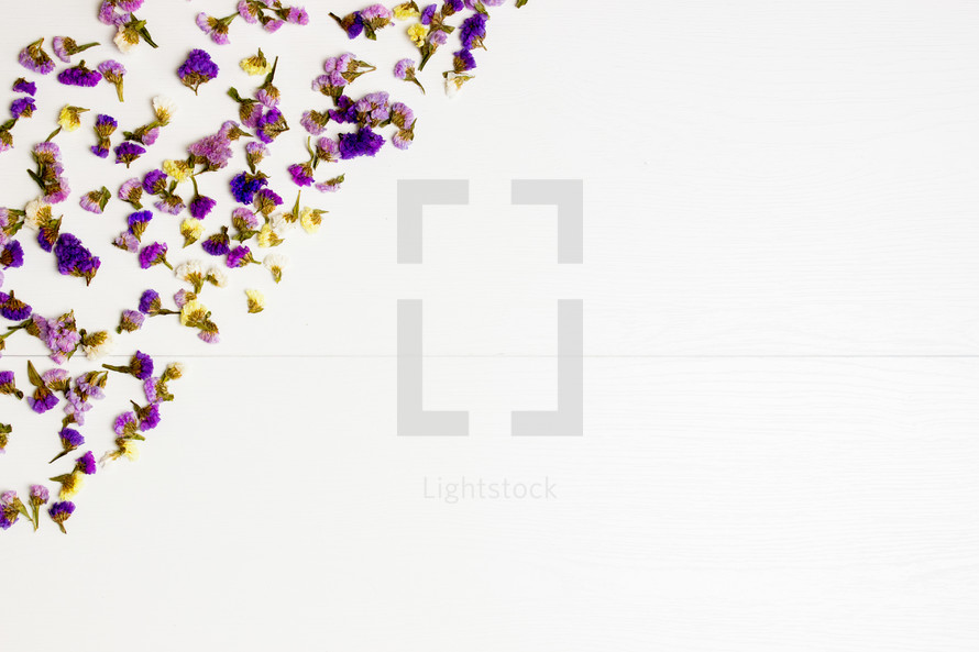 flower petals against a white background 