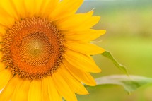 Sunflower in a field of green
